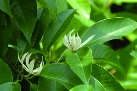 玉蘭花 招陰|Re: [農園] 玉蘭花的開花期及照顧